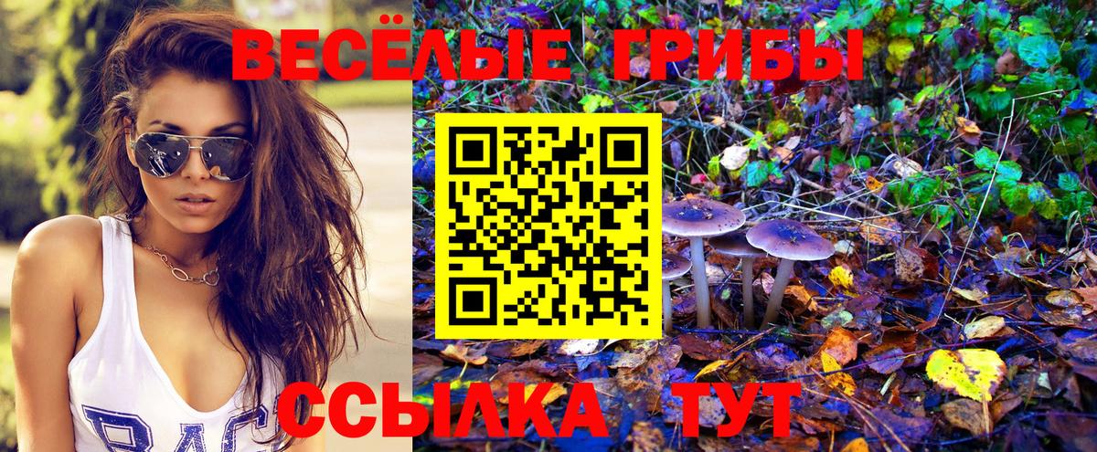 Псилоцибиновые грибы GOLDEN TEACHER Осинники